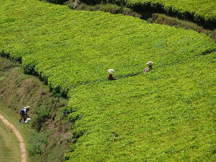 Ruanda Teeplantage mit Erntehelfern