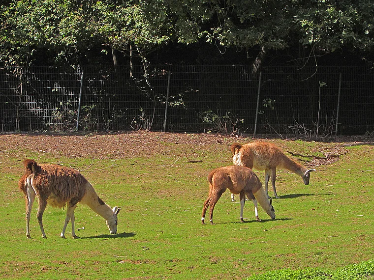Fürth (Odenwald) Bergtierpark Lamas