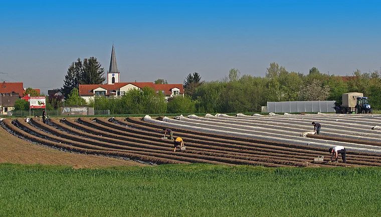 Groß-Gerau Dornheim Spargelernte