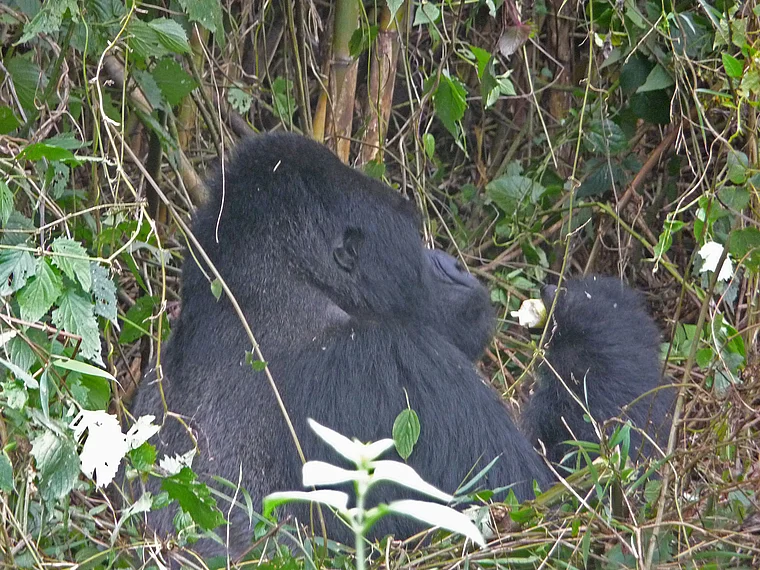 Ruanda Volcanoes National Park Gorilla führt Hand zum Mund