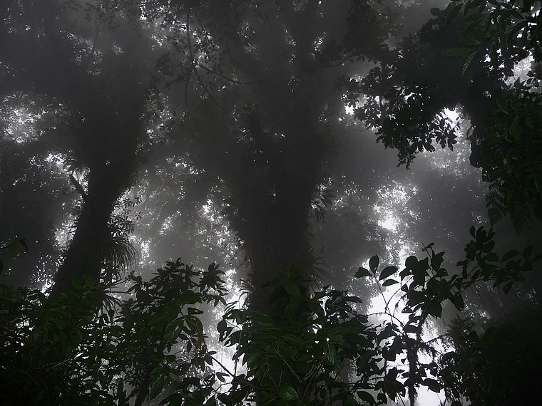 Costa Rica Monteverde Nebelwald
