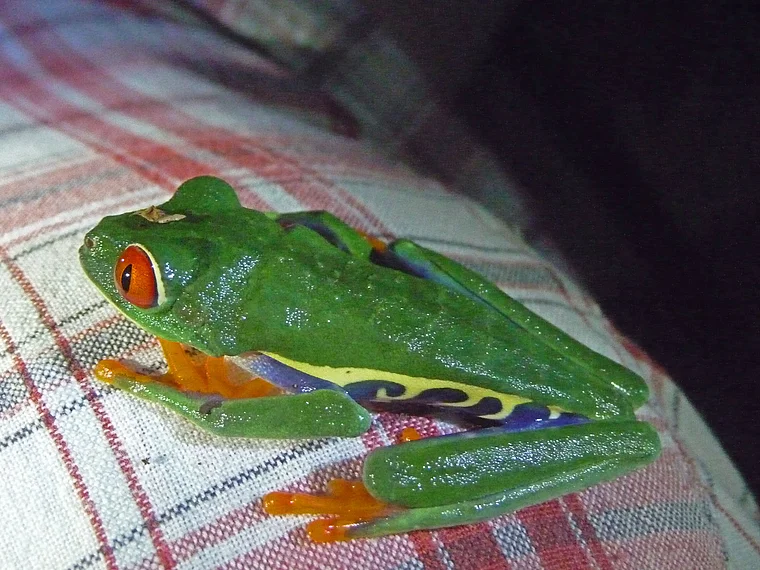 Costa Rica Maquenque Eco Lodge Frosch