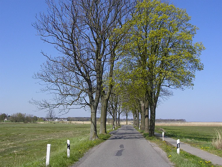 Usedom Achterland Alleestraße