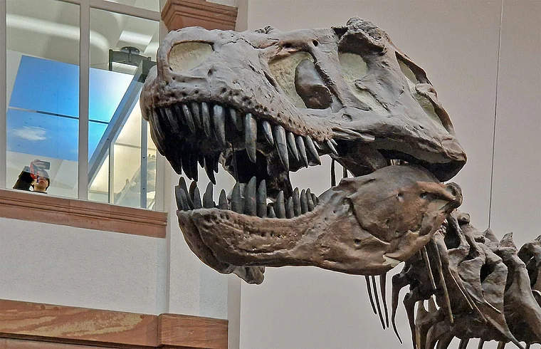 Frankfurt Senckenbergmuseum T. Rex Kopf