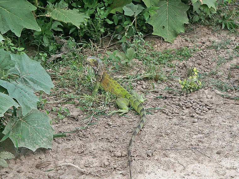 Venezuela grüner Leguan
