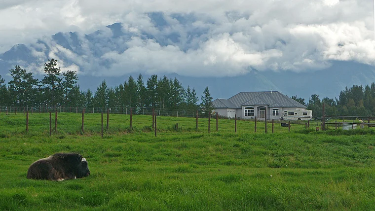 Alaska Musk Ox Farm Moschusochse auf Weider