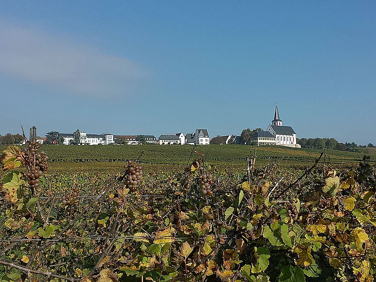 Hochheim Weinberge Herbst