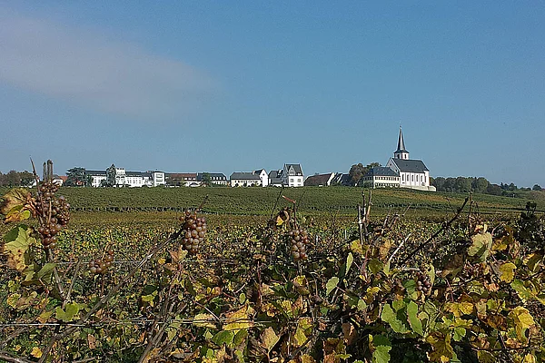 Hochheim Weinberge Herbst