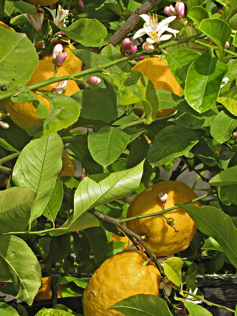 Reife Zitronen am Baum