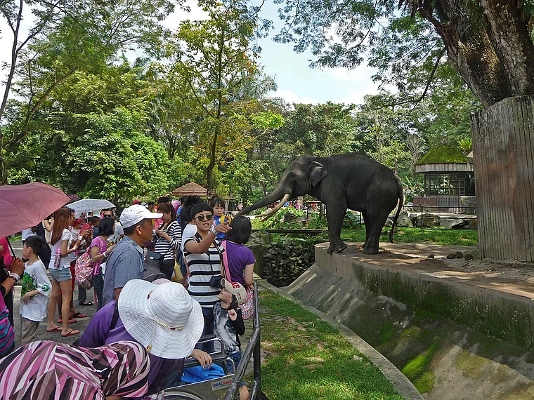 Kuala Lumpur Zoo Besucher füttern Elefant
