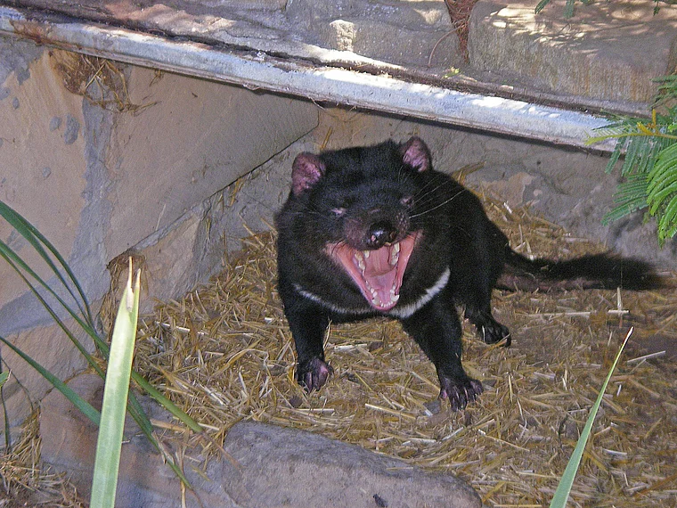 Tasmanien Nature World Tasmanischer Teufel mit offenem Maul