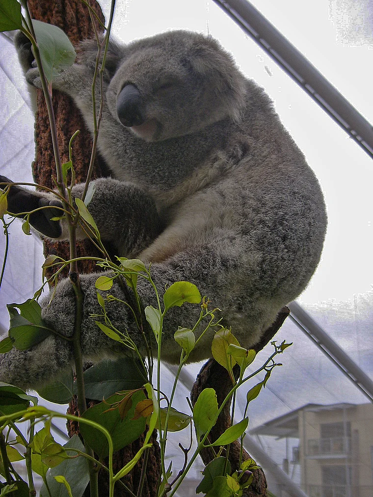 Sydney Wildlife World Koala