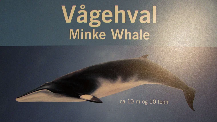 Sandfjord Walfangmuseum Minkwal