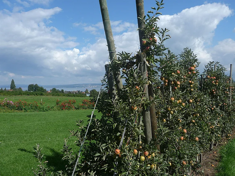 Thurgau Altnau Apfelplantage