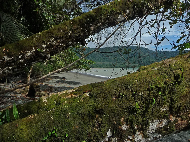Costa Rica Piedras Blancas Casa Orquideas Jardin Botanico Strand mit Bäumen