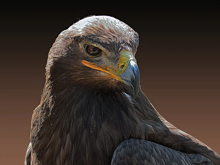 Schotten Vogelpark Adler