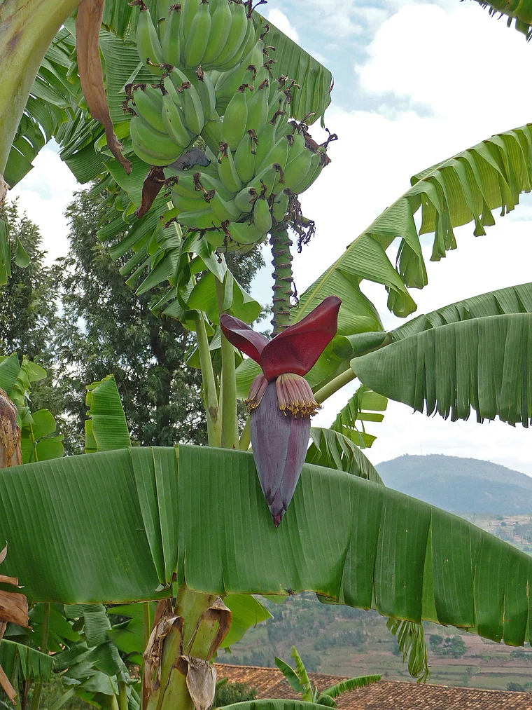 Ruanda Bananenblüte