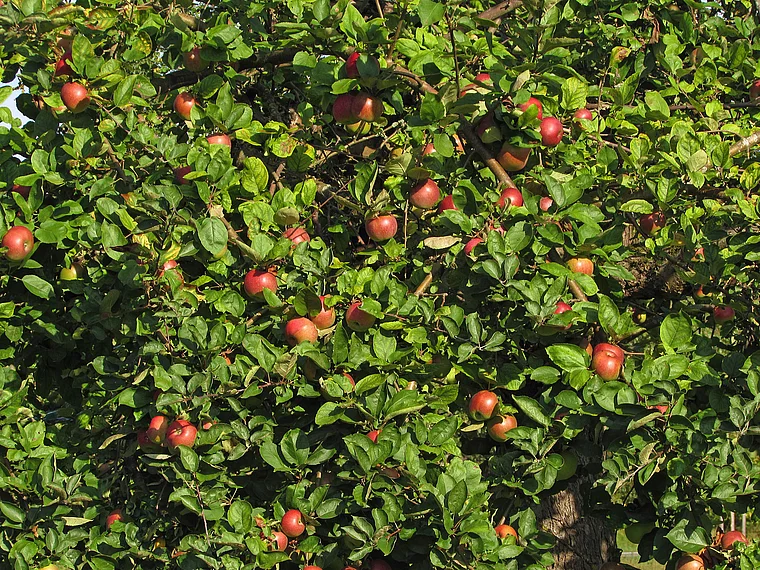 Apfelbaum bei Moos Bodensee
