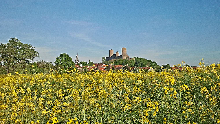 Burg Münzenberg Rapsfeld