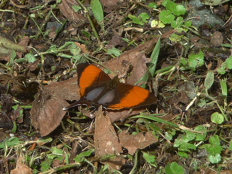 Costa Rica Valle de Orosi Schmetterling