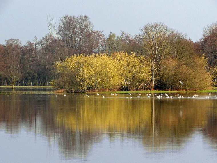 Erlensee Weideswiesen Oberwald