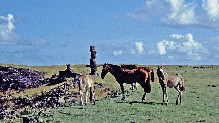 Osterinsel Pferde vor Moai