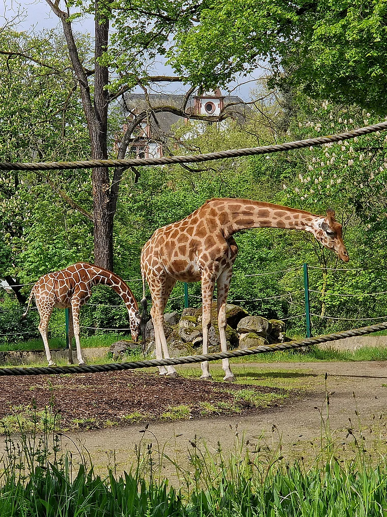 Frankfurt Zoo Giraffen