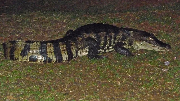 Costa Rica Maquenque Eco Lodge Alligator