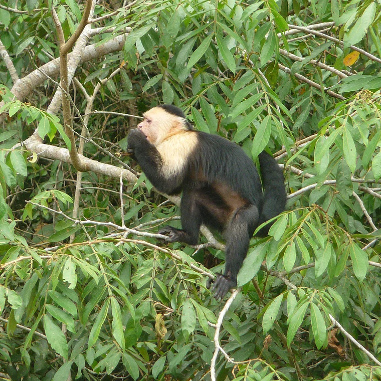 Costa Rica Refugio de Vida Silvestre Caño Negro Kapuzineraffe