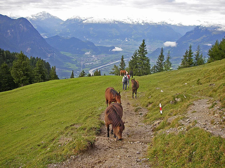 Liechtenstein Alm mit Pferden Totale