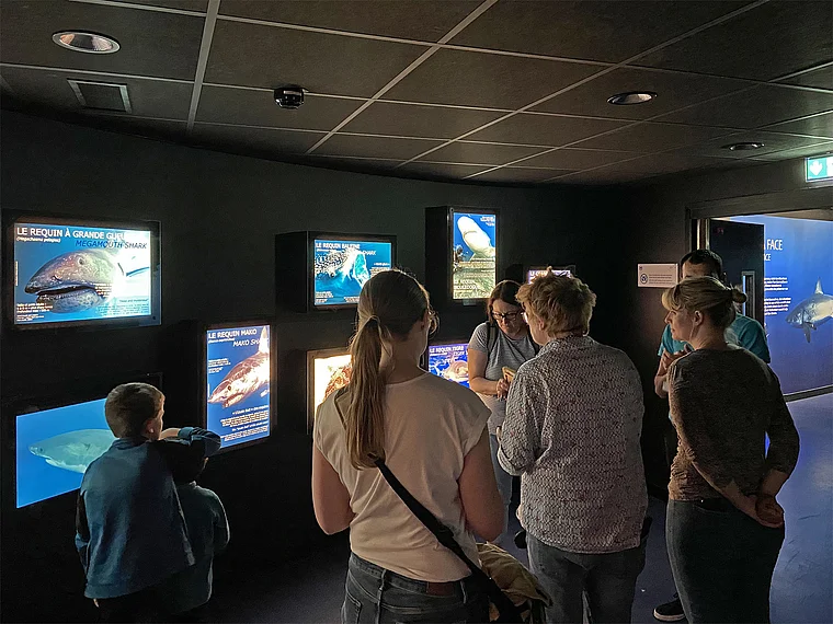 Boulogne-sur-Mer Aquarium Haiarten