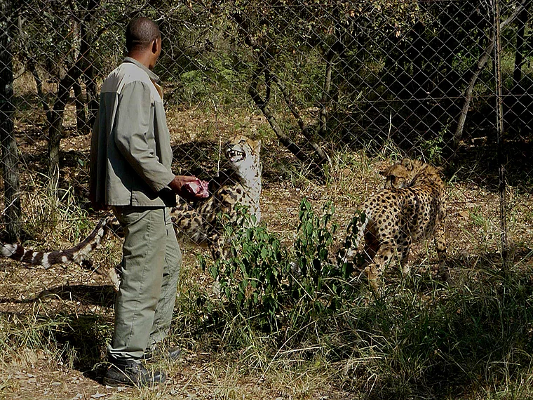 Südafrika Ann van Dyk Cheetah Centre Fütterung der Geparde