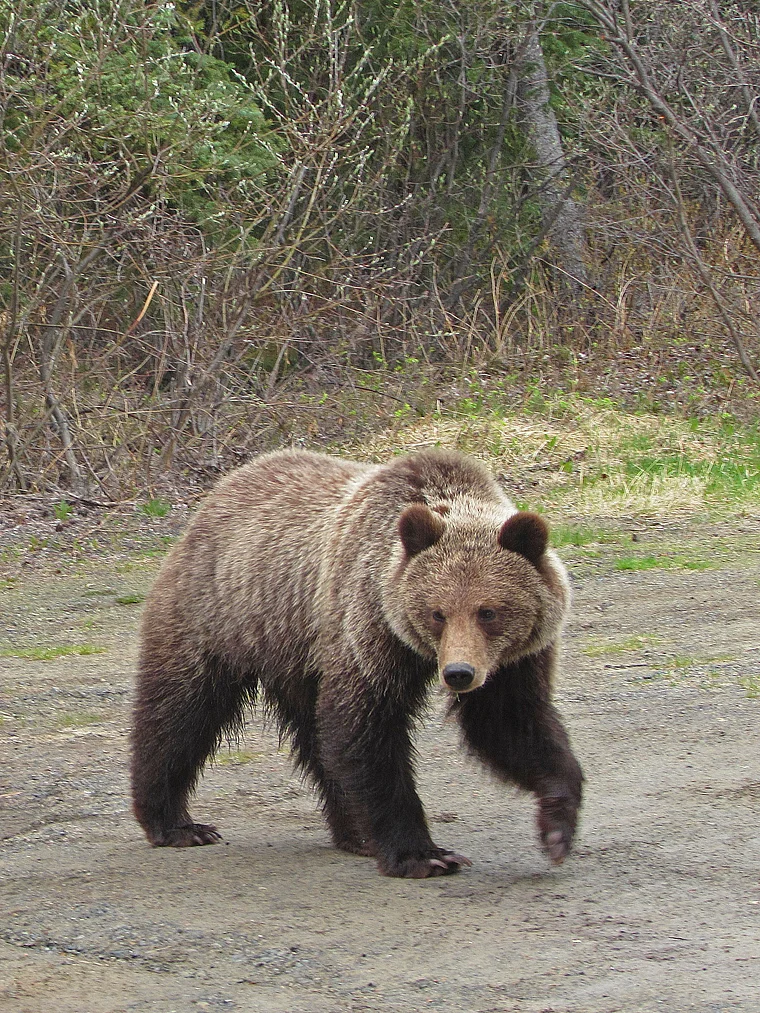 Yukon Grizzlybär