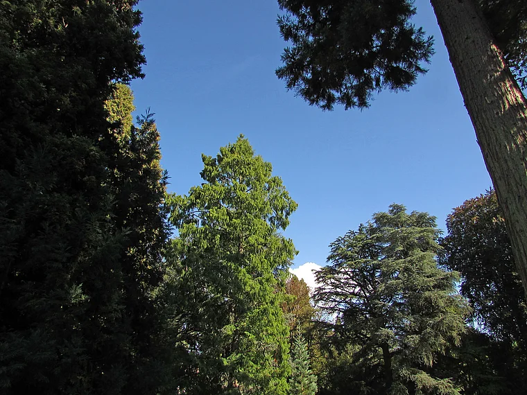 Insel Mainau Arboretum