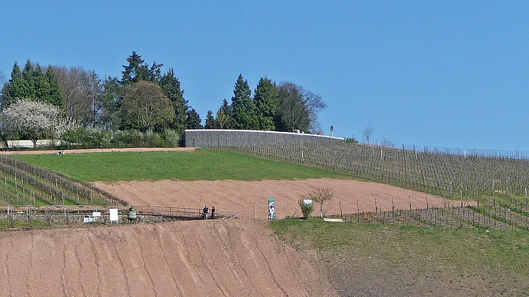Trier Ampitheater Blick auf Weinberg