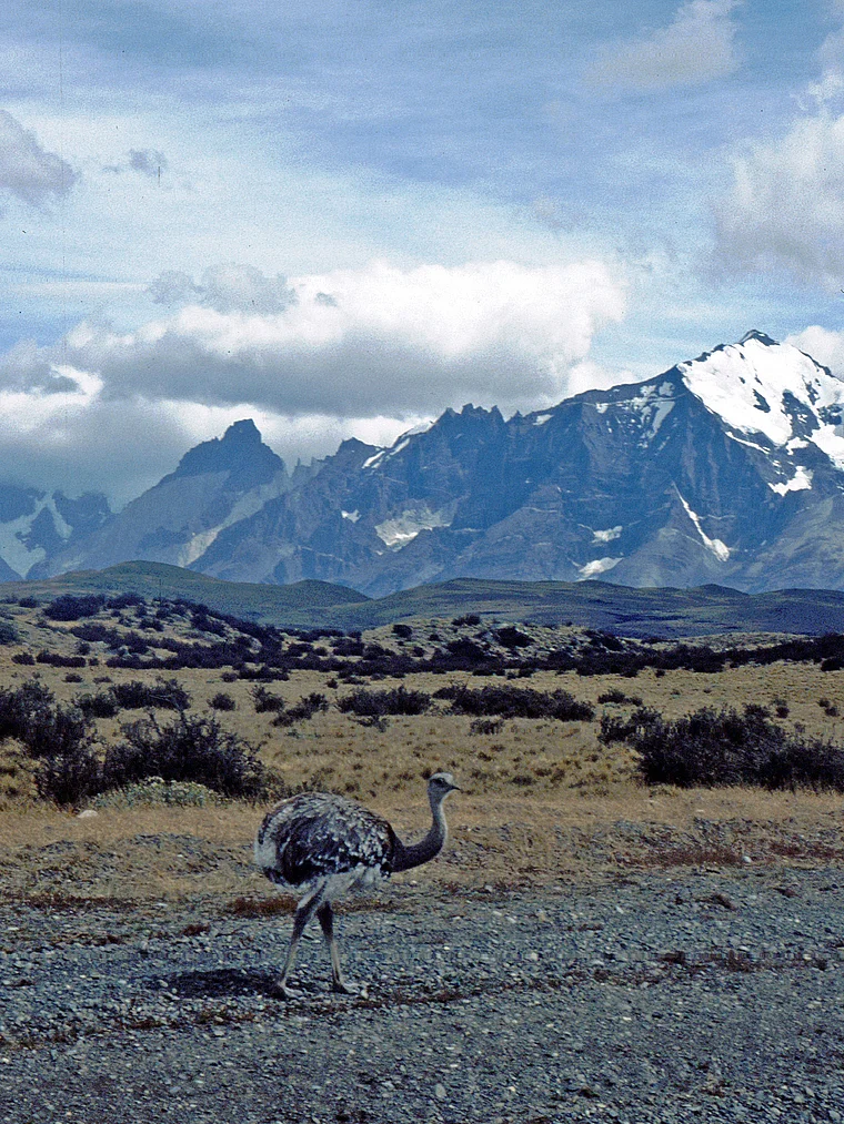 Chile Torres del Paine Nandu