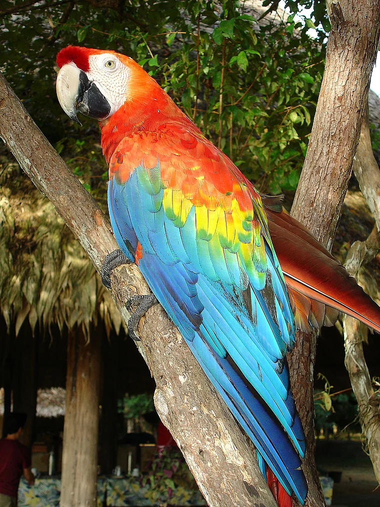 Venezuela roter Ara