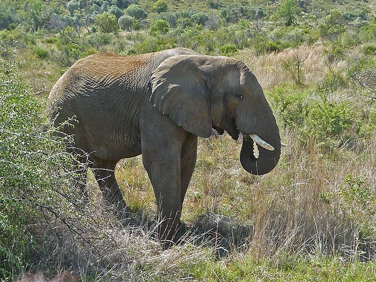 Südafrika Pilanesberg National Park Elefant nah