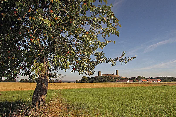 Burg Münzenberg Apfelbaum