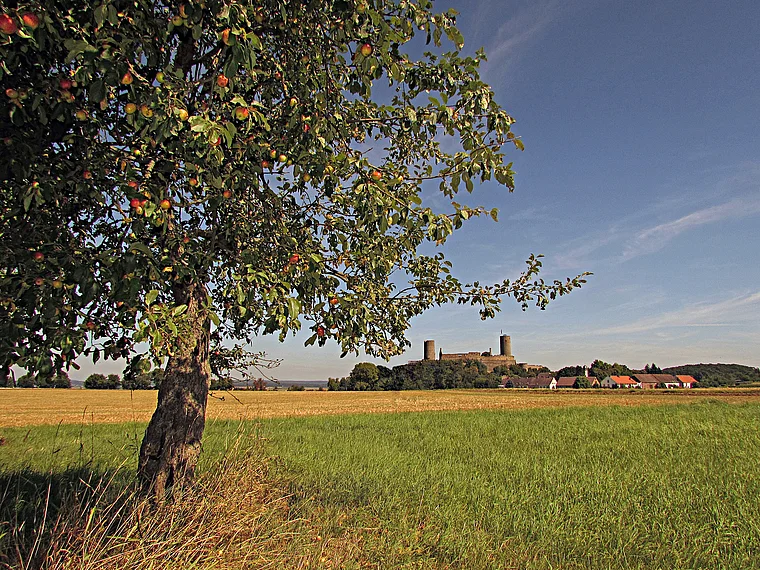 Burg Münzenberg Apfelbaum
