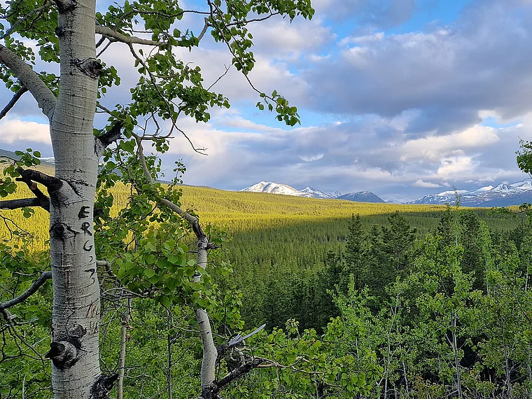 Yukon Landschaft Scout Lake Road