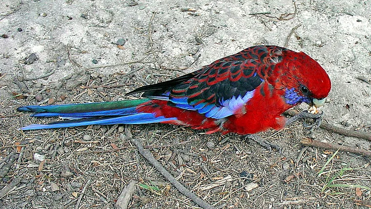 Australien Rosella auf Boden