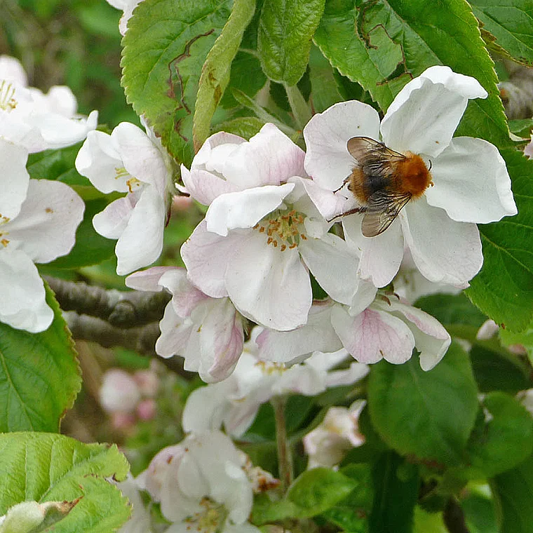 Juist Wäldchen Apfelblüten