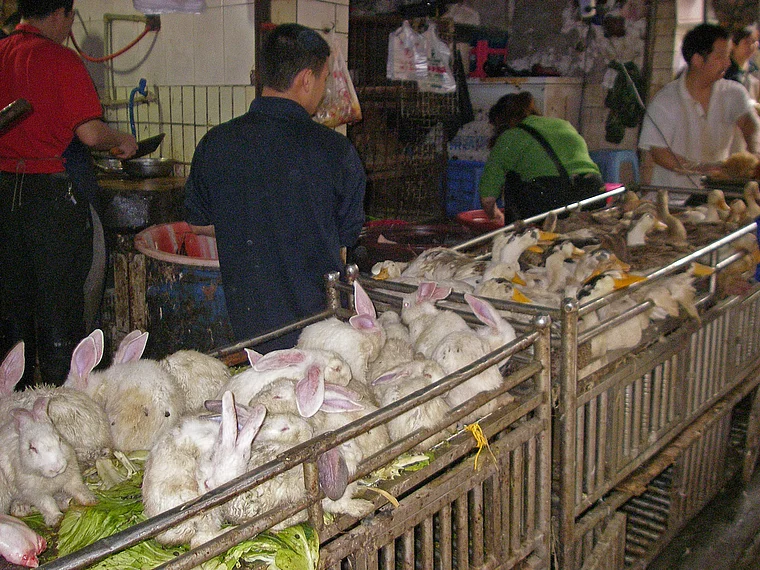 Jangtsekiang Chongqing Markt lebende Kaninchen