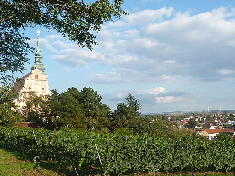 Weinviertel Poysdorf Weinberg