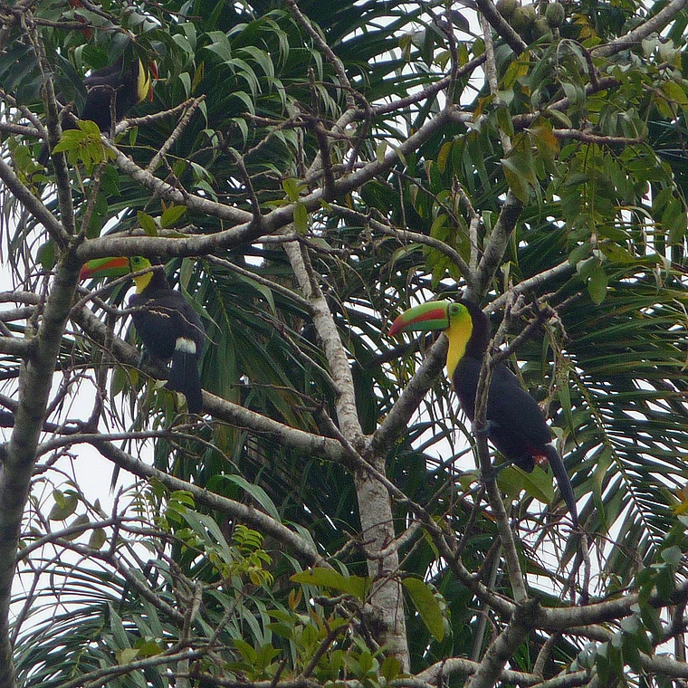Costa Rica Tukane im Baum