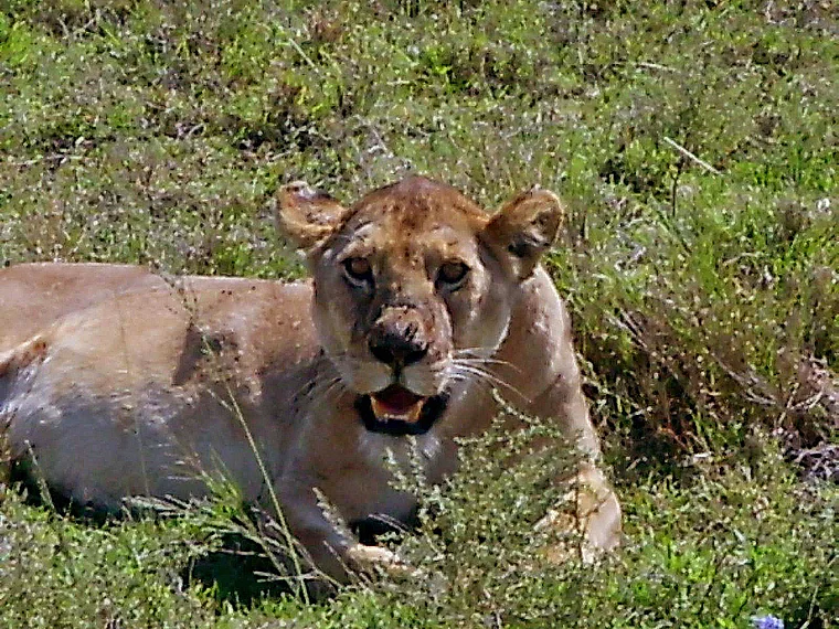 Tansania Serengeti Löwin nah