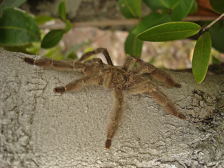 Venezuela Vogelspinne