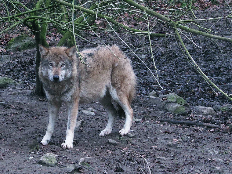 Wildpark Knüll Wolf