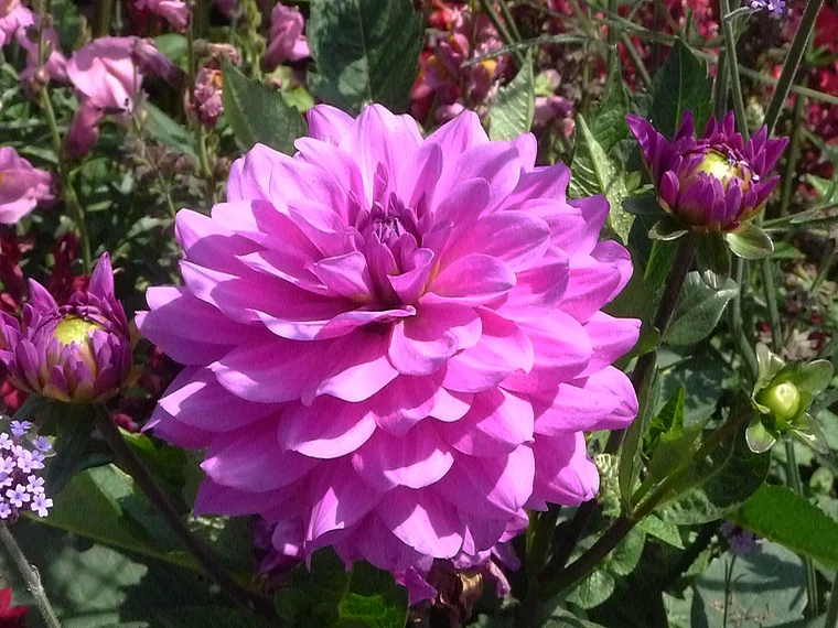 Koblenz Bundesgartenschau pinkfarbene Dahlie